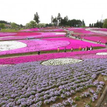 芝桜の丘