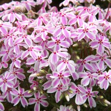 芝桜の丘