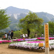 芝桜の丘