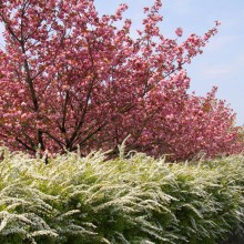 美の山公園・桜