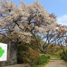 美の山公園・桜