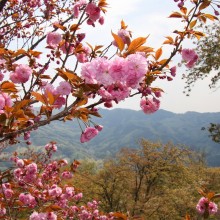 美の山公園・桜