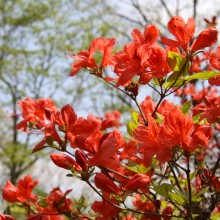 美の山公園・ヤマツツジ