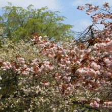 美の山公園・桜