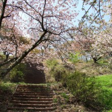 美の山公園・桜