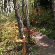 美の山公園・ヤマツツジ