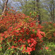 美の山公園・ヤマツツジ