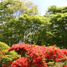 美の山公園ヤマツツジ