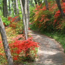 美の山公園ヤマツツジ