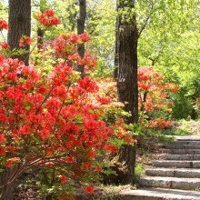 美の山公園ヤマツツジ