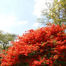 美の山公園ヤマツツジ