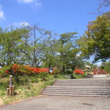 美の山公園ヤマツツジ