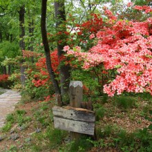 美の山公園・ヤマツツジ