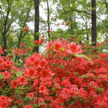 美の山公園・ヤマツツジ