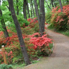 美の山公園・ヤマツツジ