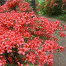 美の山公園・ヤマツツジ