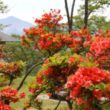 美の山公園・ヤマツツジ