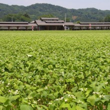 そば処ちちぶ花見の里