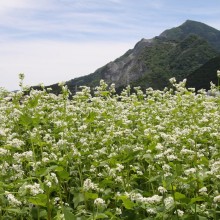 そば処ちちぶ花見の里