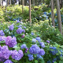 金沢浦山アジサイ