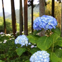 金沢浦山アジサイ