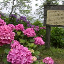 美の山アジサイ