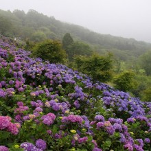 美の山アジサイ