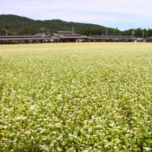 ちちぶ花見の里そばの花