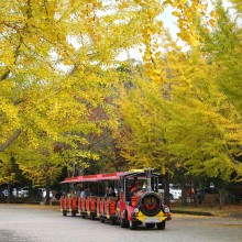 秩父ミューズパーク銀杏