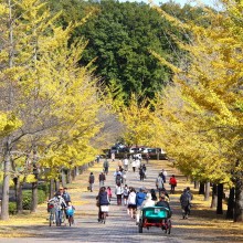 秩父ミューズパーク銀杏並木