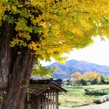 国神の大銀杏