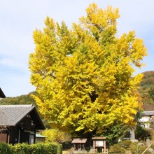 国神の大銀杏