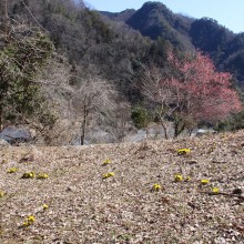 沢口の福寿草