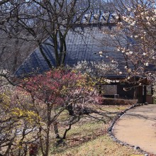 秩父ミューズパーク 梅園