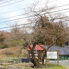 大手の桜