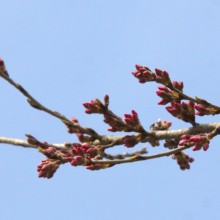 大手の桜