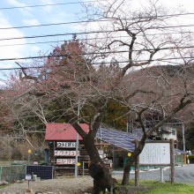 大手の桜