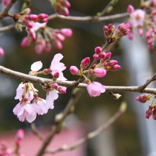 大手の桜