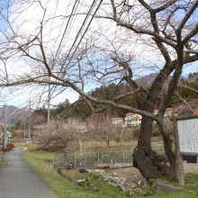 大手の桜