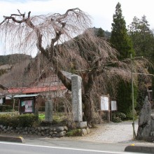 法善寺しだれ桜