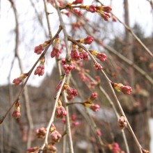 法善寺しだれ桜