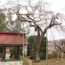 法善寺しだれ桜