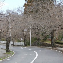 長瀞北桜通り