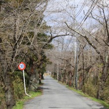 南桜通り