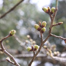 南桜通り