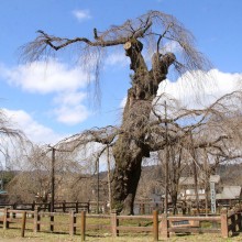 清雲寺しだれ桜