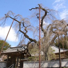 清雲寺しだれ桜