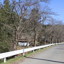 井戸の桜並木