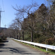 井戸の桜並木