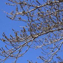 井戸の桜並木